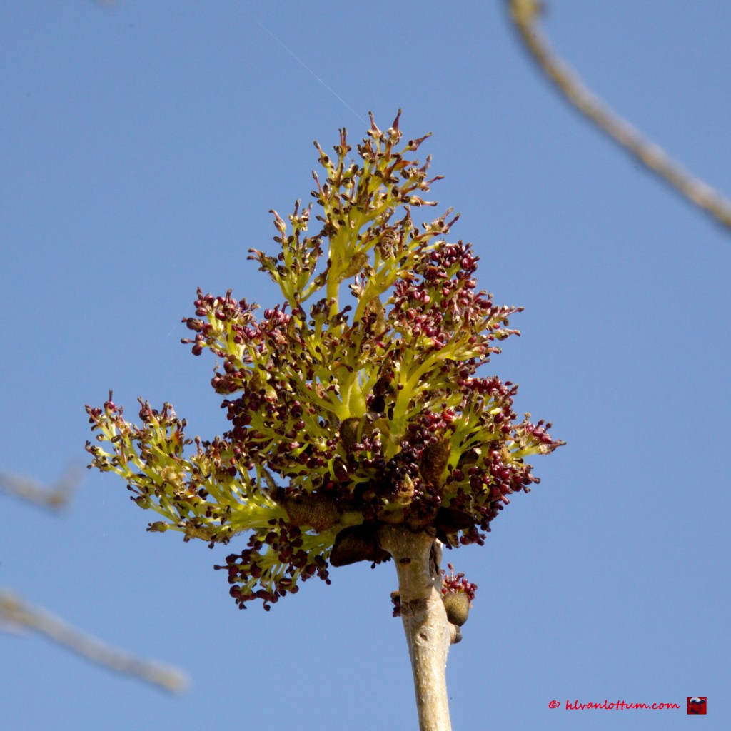 Gewone es - fraxinus excelsior