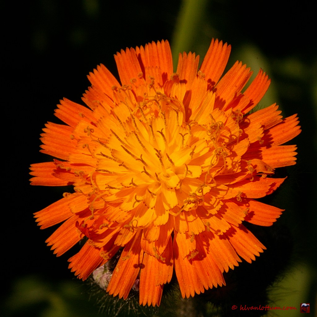 Oranje havikskruid - hieracium aurantiacum