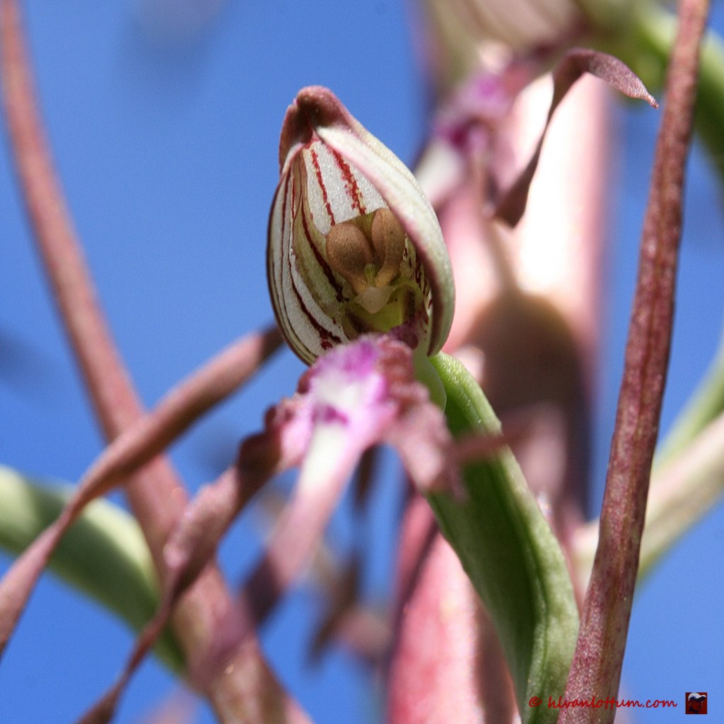 Bokkenorchis - himantoglossum hircinimum