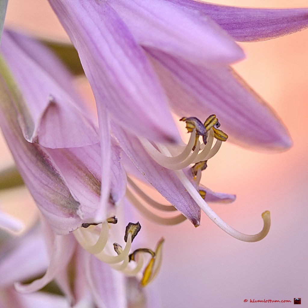 Hosta fortunei hyacinthina