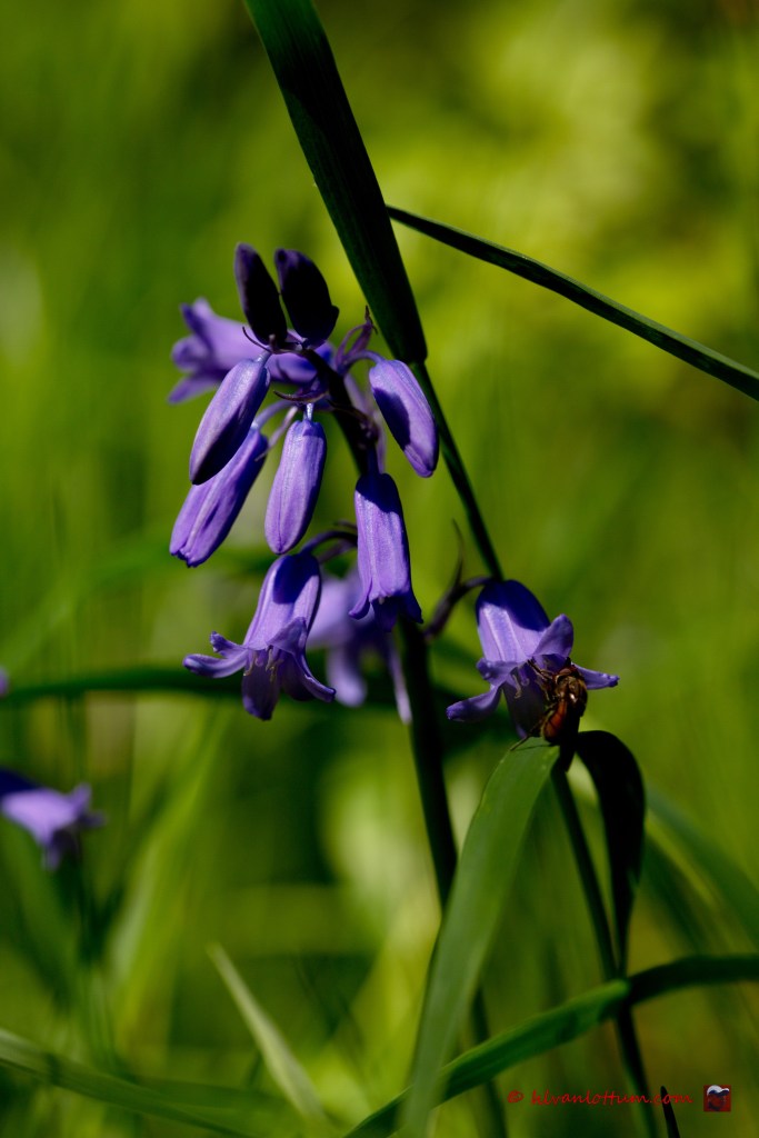 Wilde hyacint - hyacinthoides non-scripta