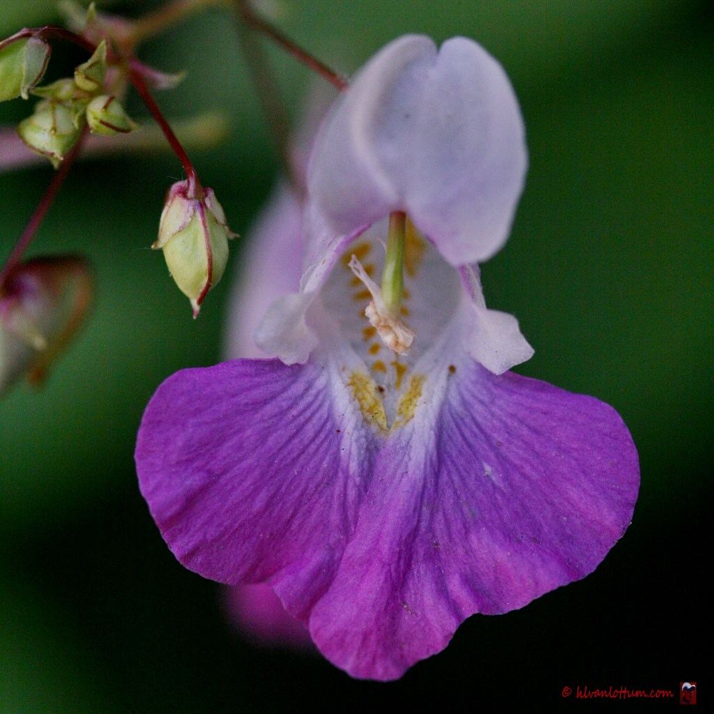 Tweekleurige balsemien - impatiens balfourii