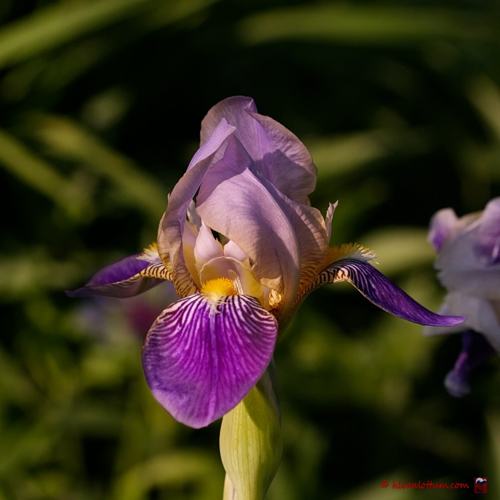 Iris germanica