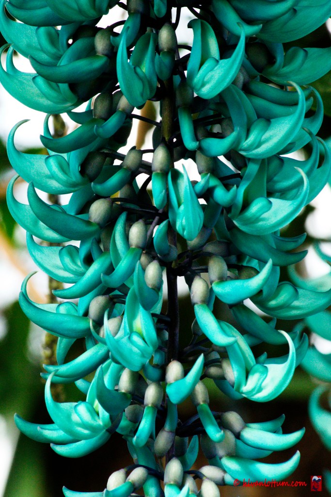 Jadebloem - strongylodon macrobotrys