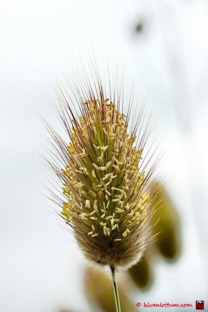 Hazenstaartje - lagarus ovata