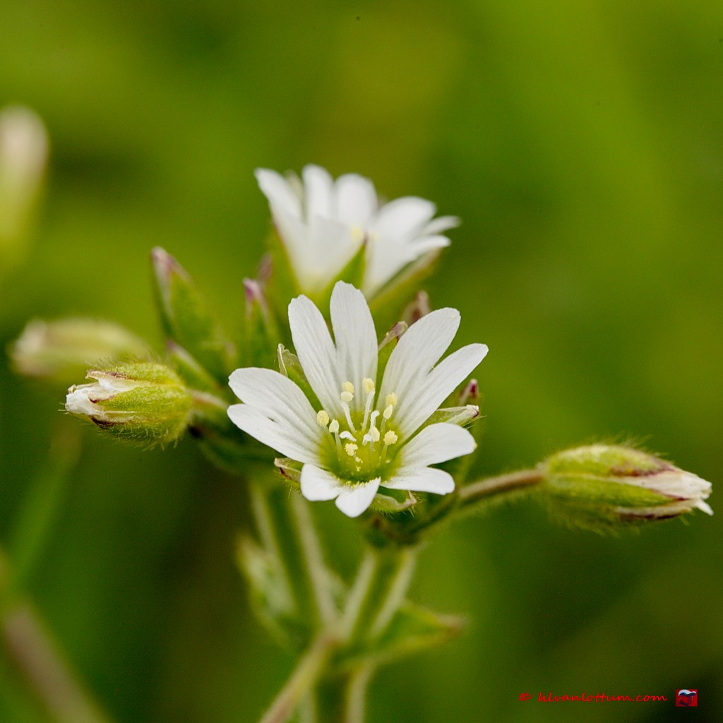 Gewone hoornbloem - cerastium fontanum