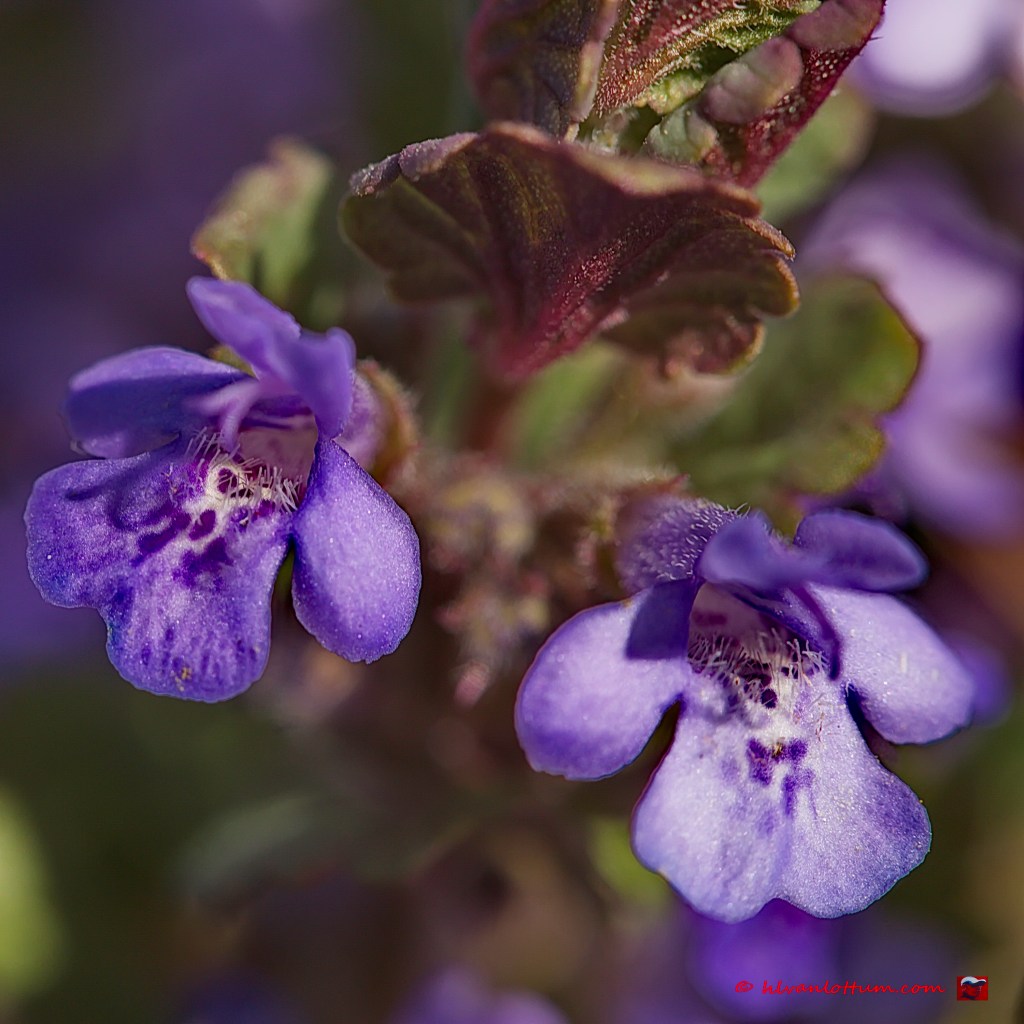 Hondsdraf - glechoma hedera