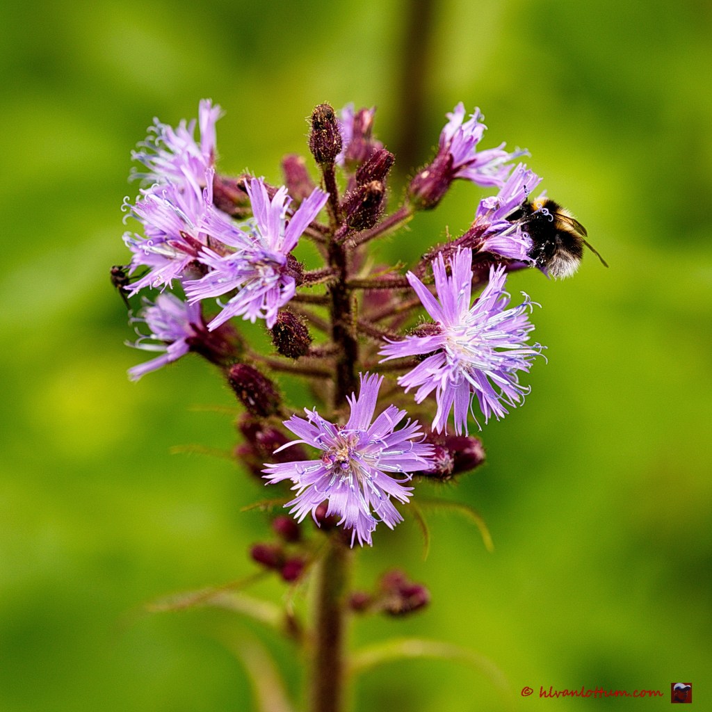 Alpen sla - lactuca alpina