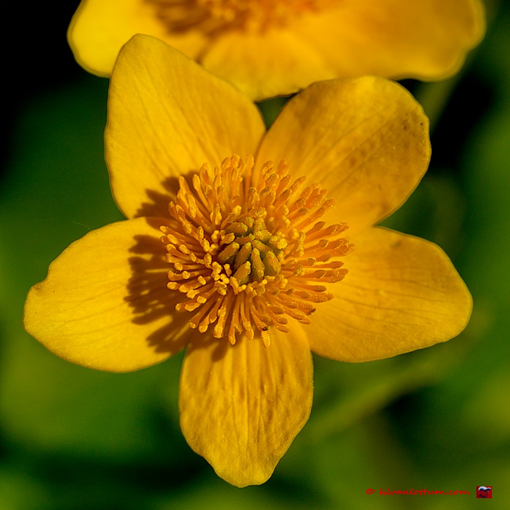 Dotterbloem - caltha palustris