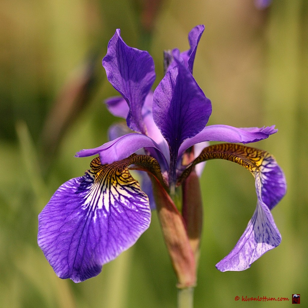 Siberische lis - iris sibirica