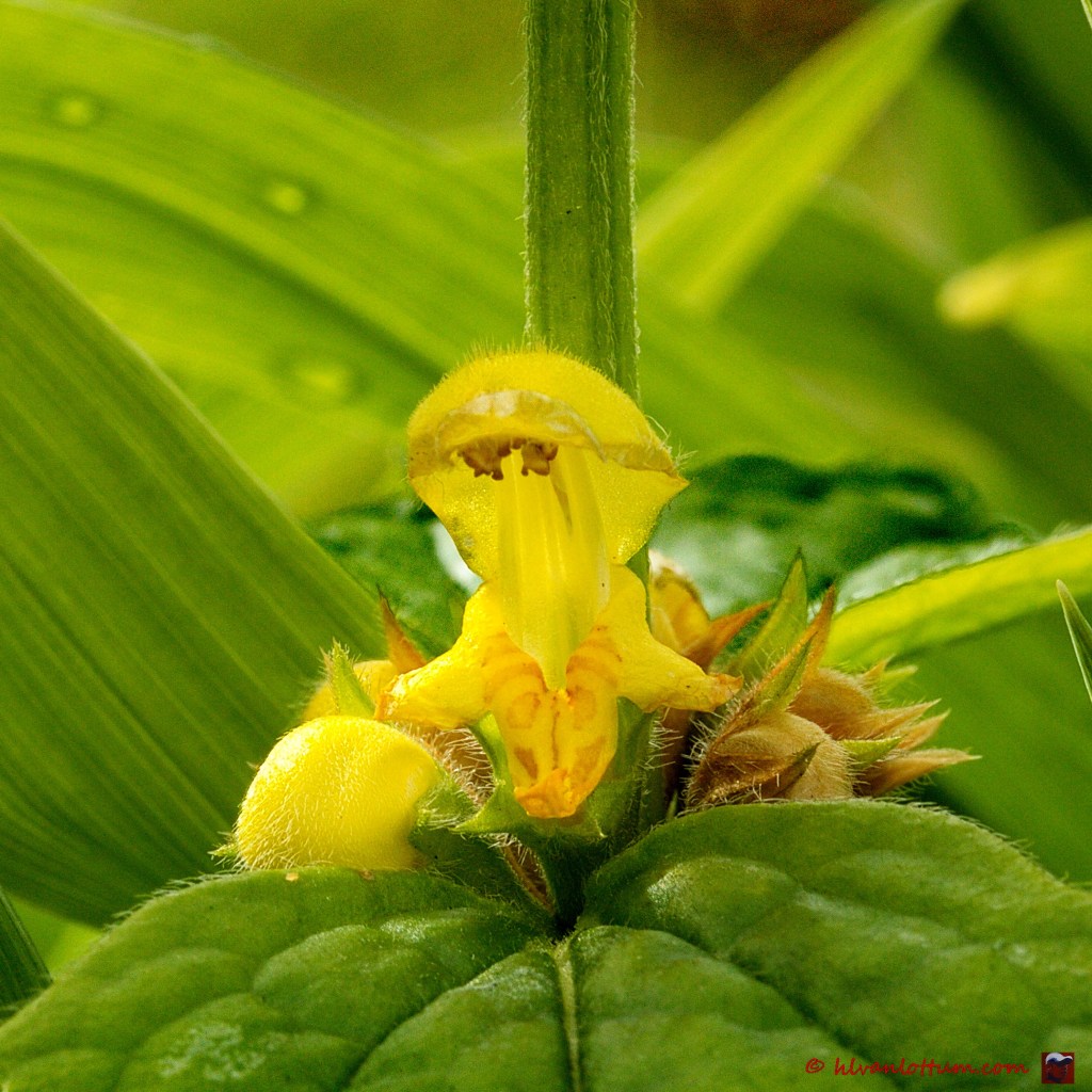Gele dovenetel - lamiastrum galeobdolon