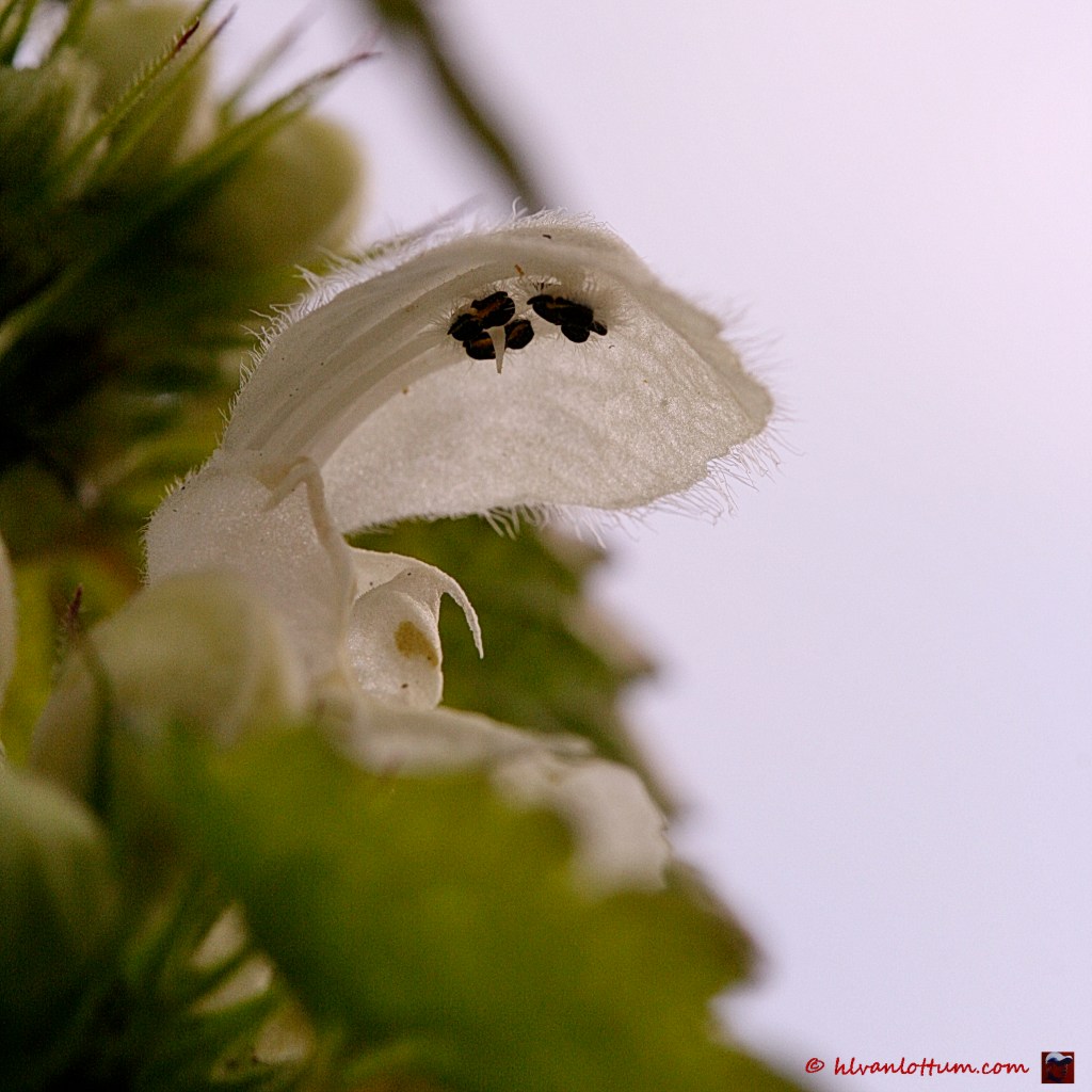 Witte dovenetel - lamium album
