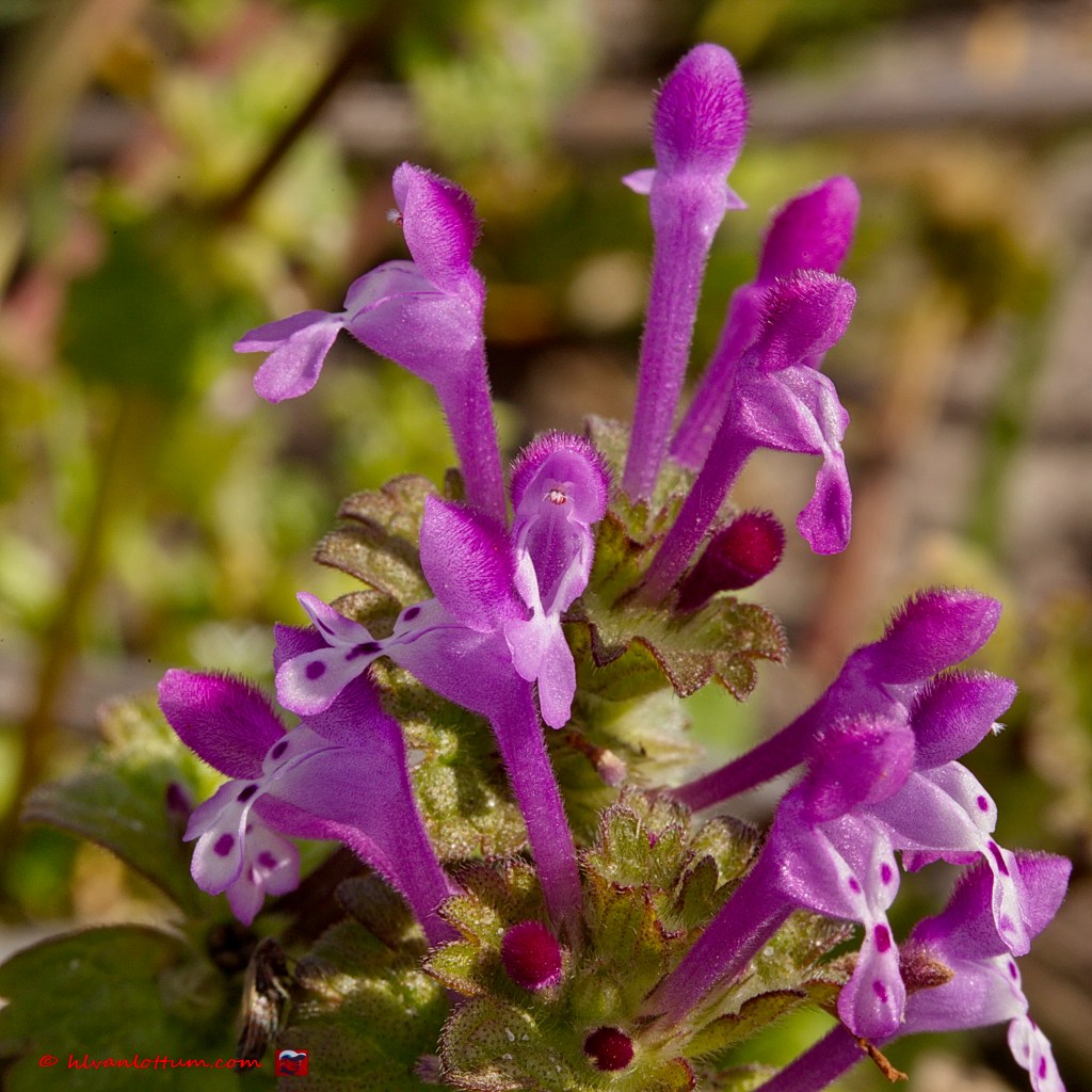 Hoenderbeet - lamium amplexicaule