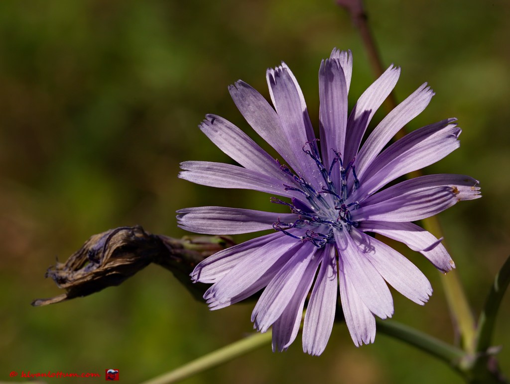 Blauwe sla - lactuca perennis