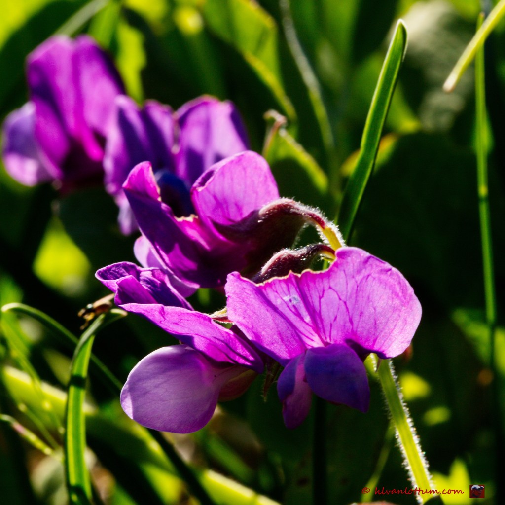 Zeelathyrus - lathyrus japonicus