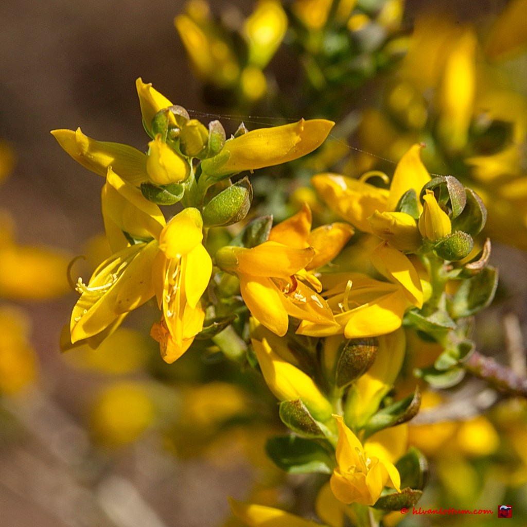 Stekelbrem - genista anglica