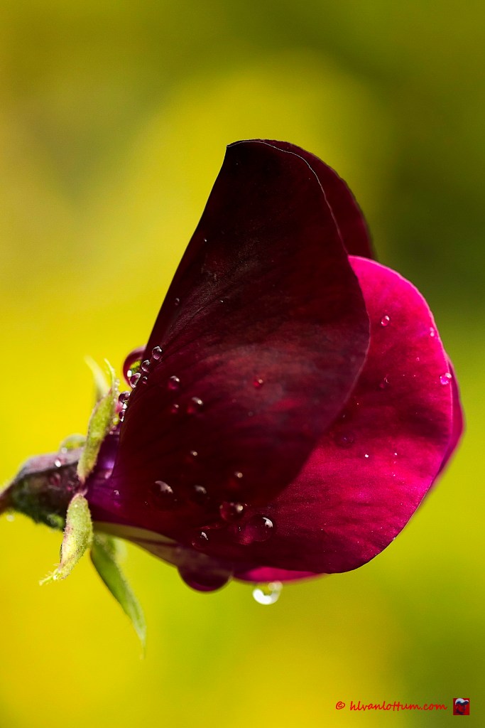 Lathyrus - lathyrus latifolia