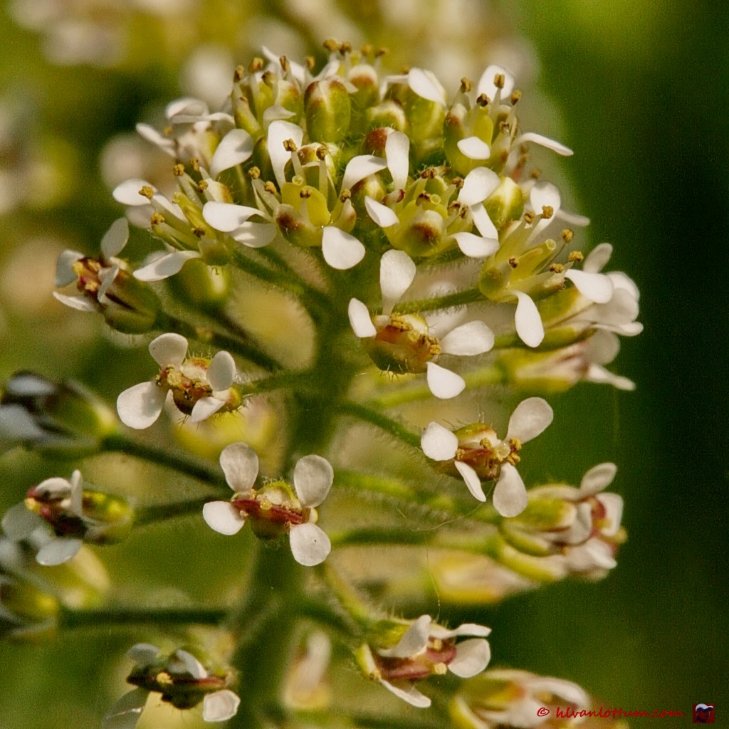 Veldkruidkers - lepidium campestre