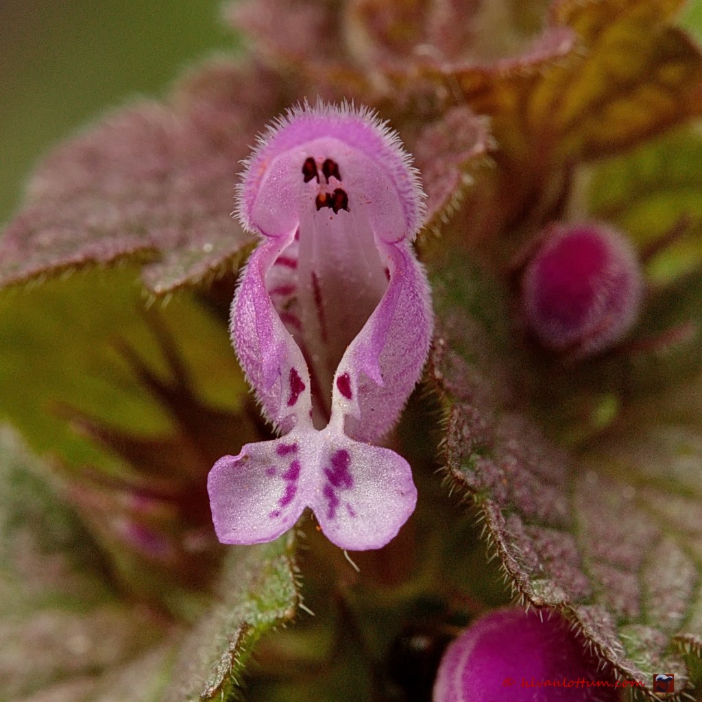 Paarse dovenetel - lamium purpureum