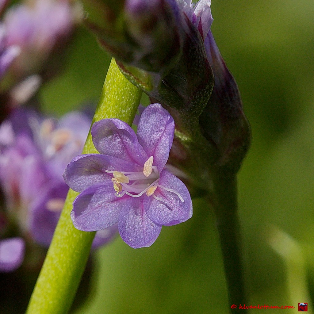 Lamsoor - limonium vulgare