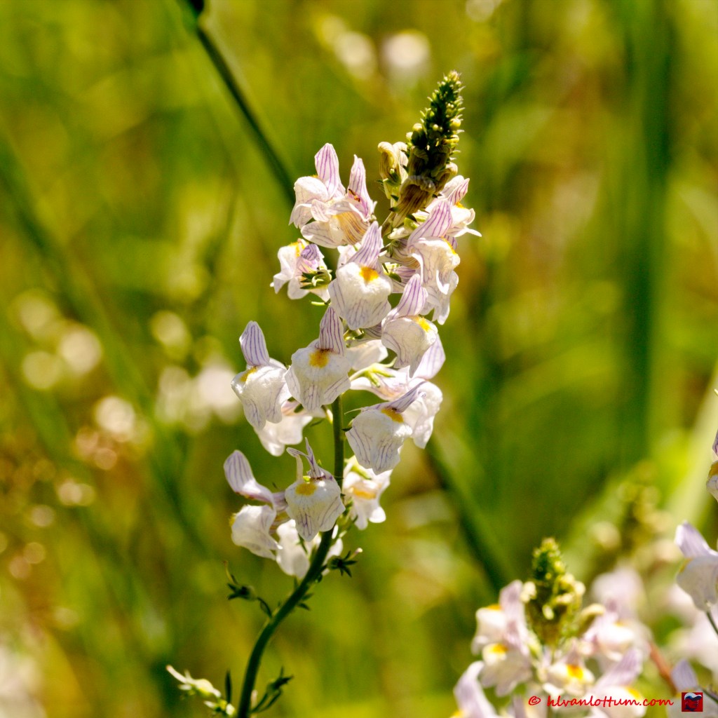 Gestreepte leeuwenbek - linaria repens