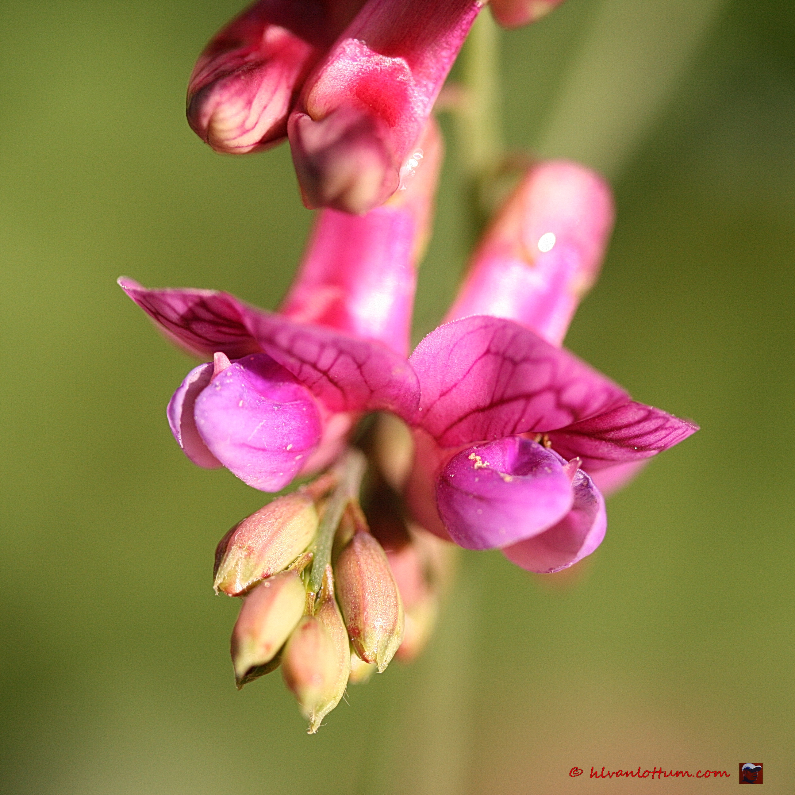 Voorjaarslathyrus - lathyrus vernus