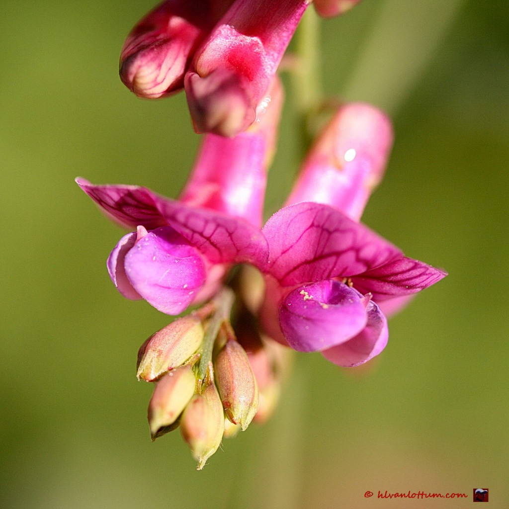 Voorjaarslathyrus - lathyrus vernus