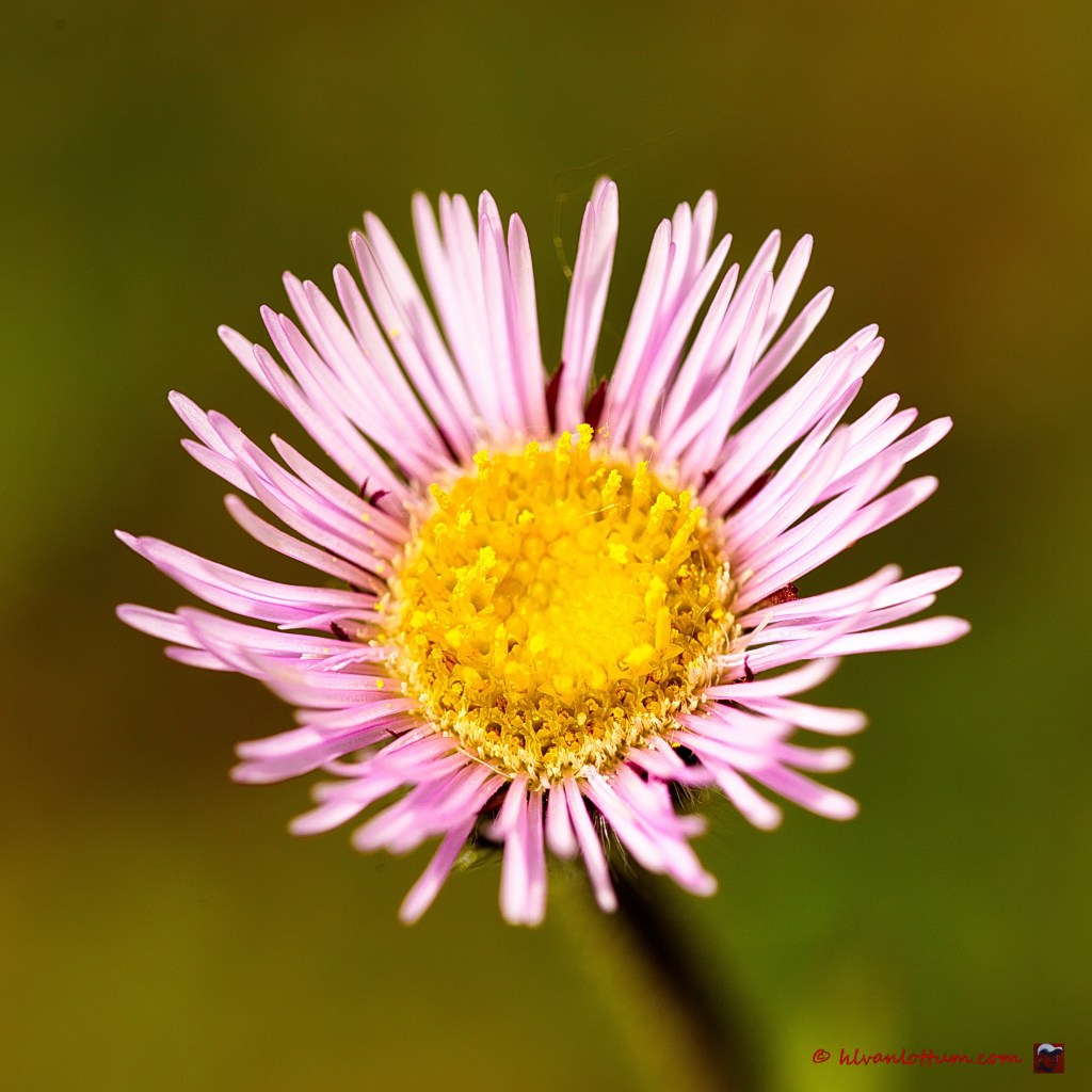 Eénbloemige fijnstraal - erigeron uniflora