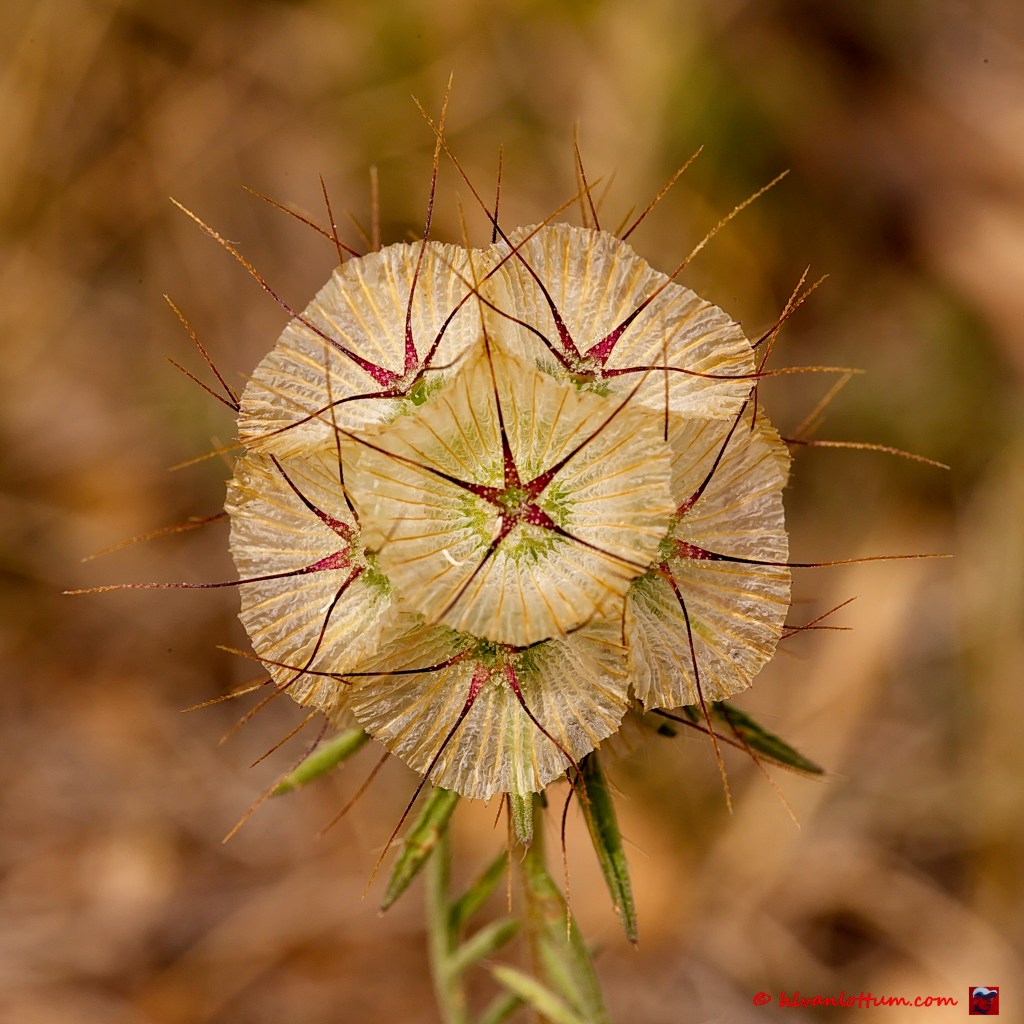 Sterkogelbloem - scabiosa stellata