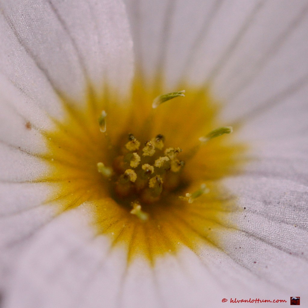 Drijvende waterweegbree - luronium natans