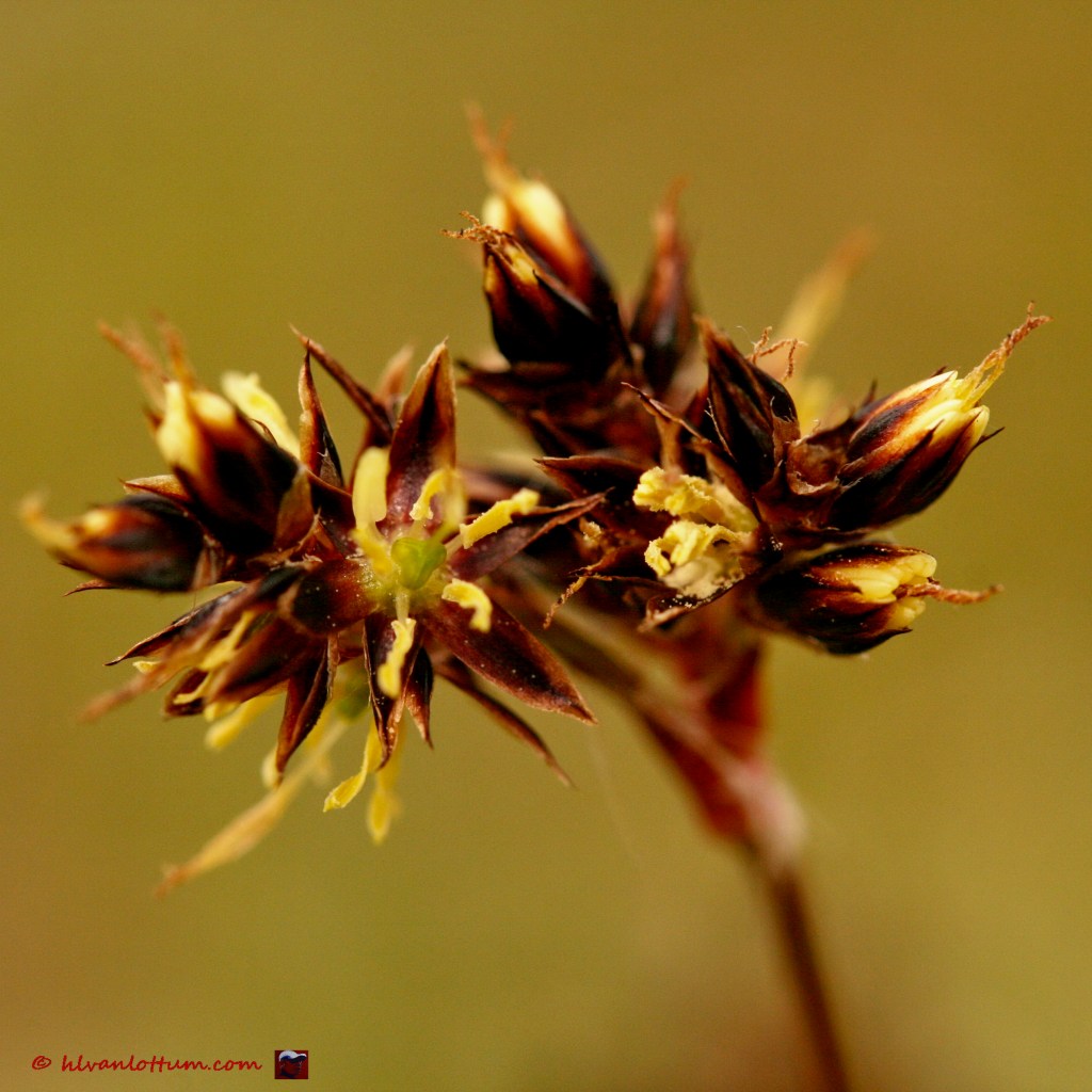 Veldbies - luzula campestris