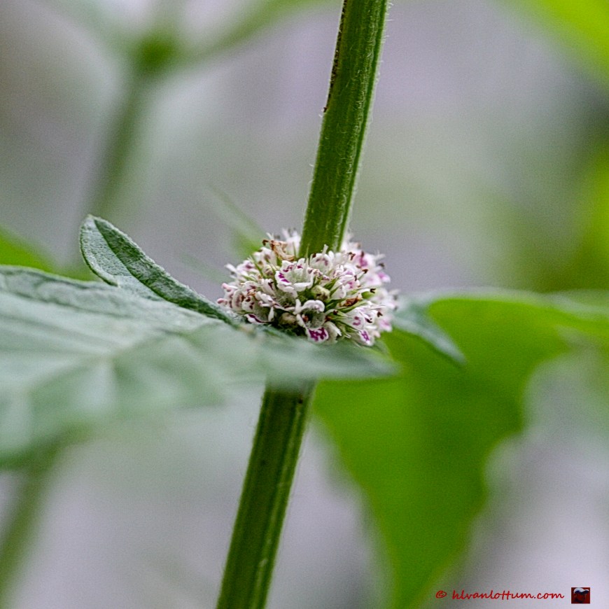 Wolfspoot - lycopus europaeus