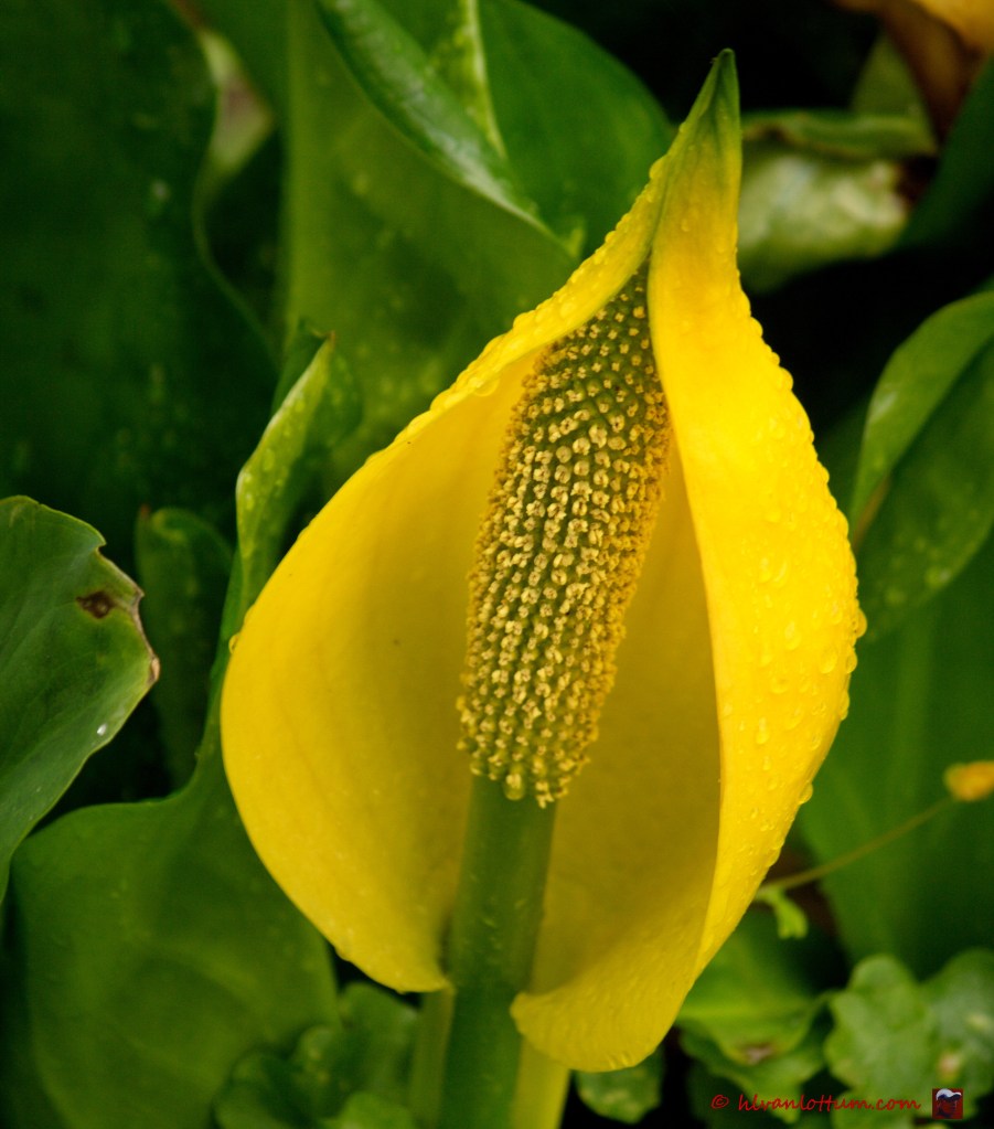 Moeraslantaarn - lysichiton americanus