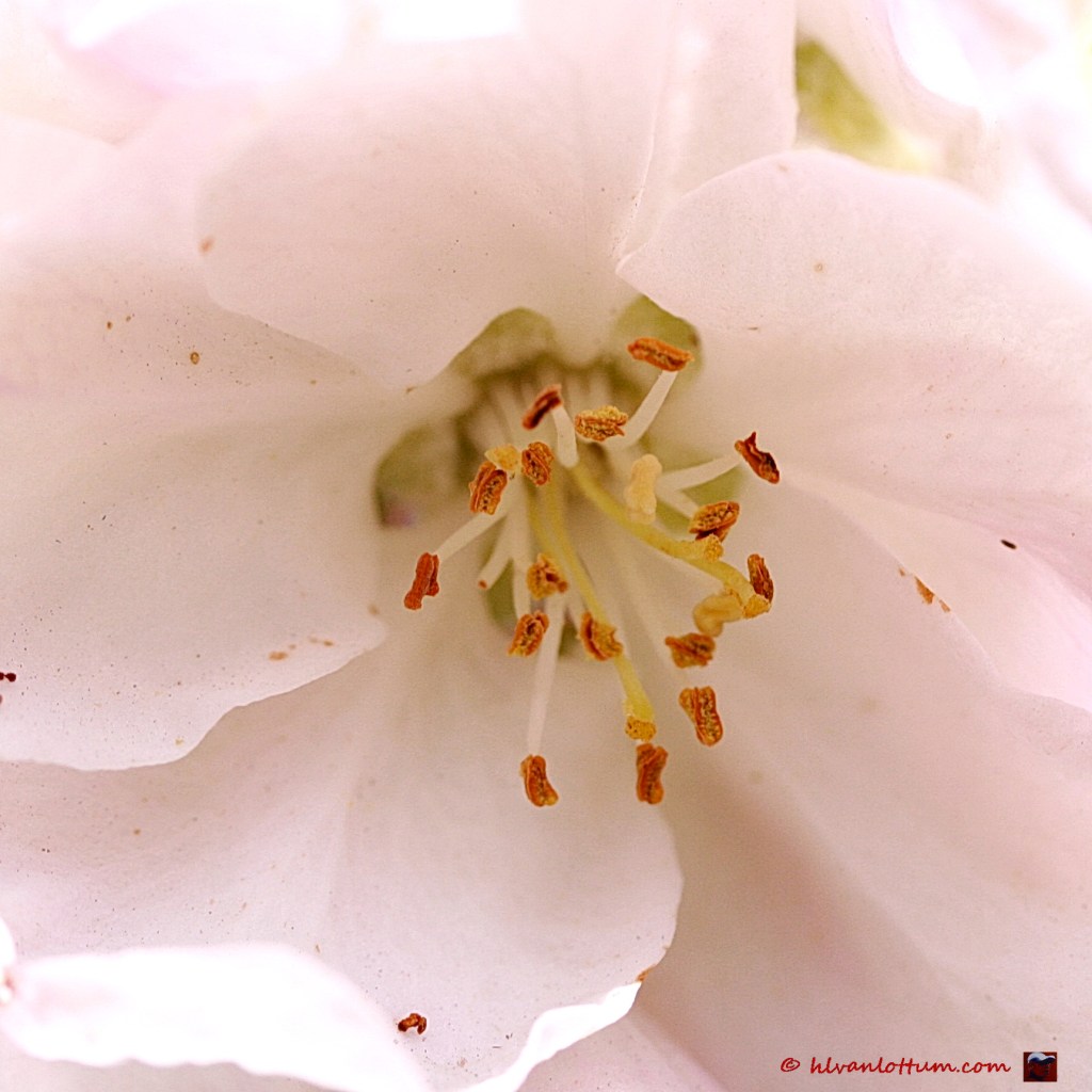 Appel - malus domestica