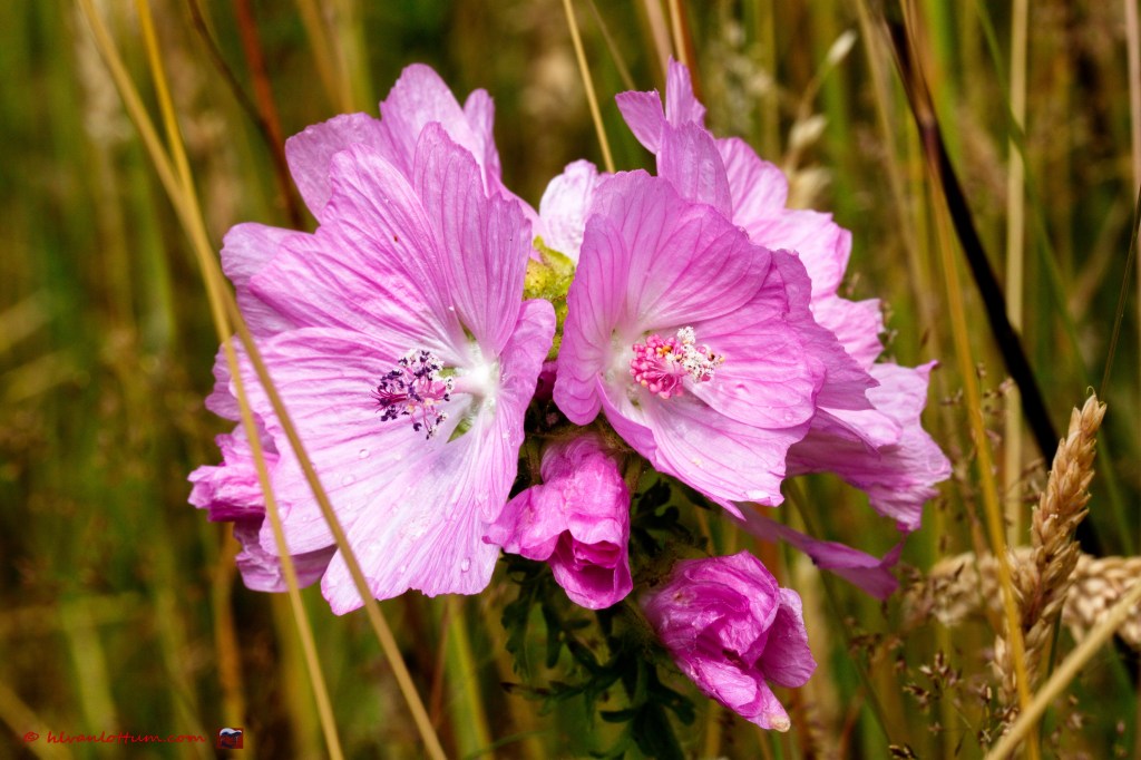 Vijfdelig kaasjeskruid - malva alcea