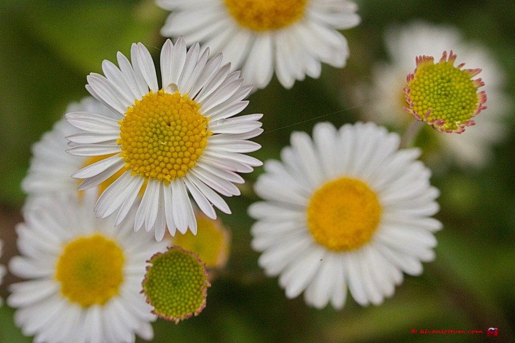 Muurfijnstraal - erigeron karvinskianus