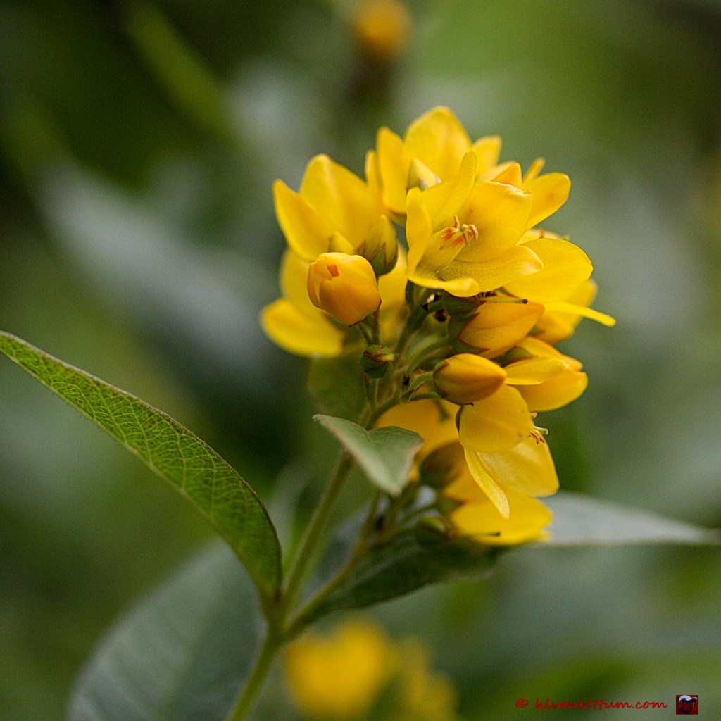 Grote wederik - lysimachia vulgaris