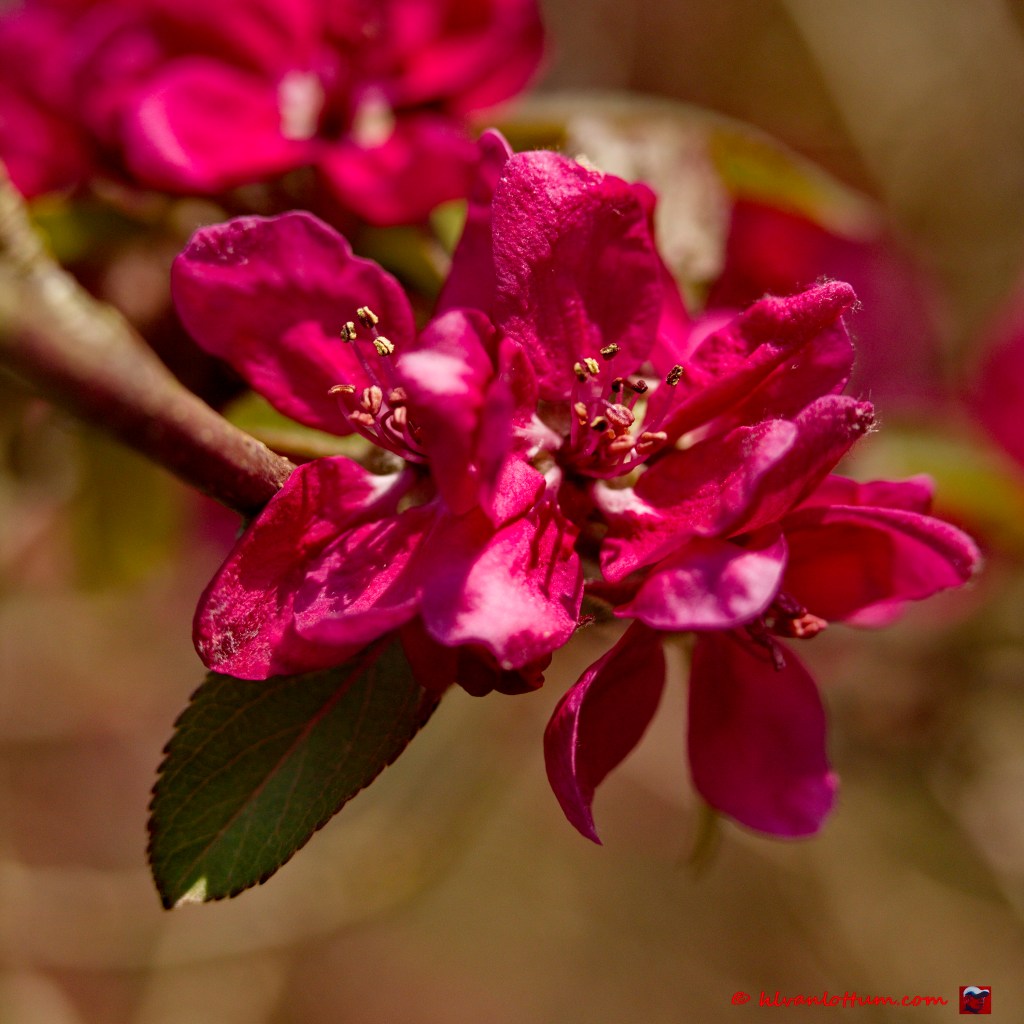 Japanse sierappel - malus floribunda