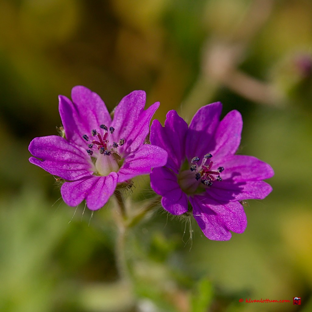 Zachte geranium - geranium molle