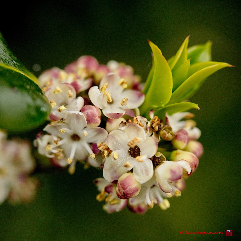 Hulst - ilex aquifolium