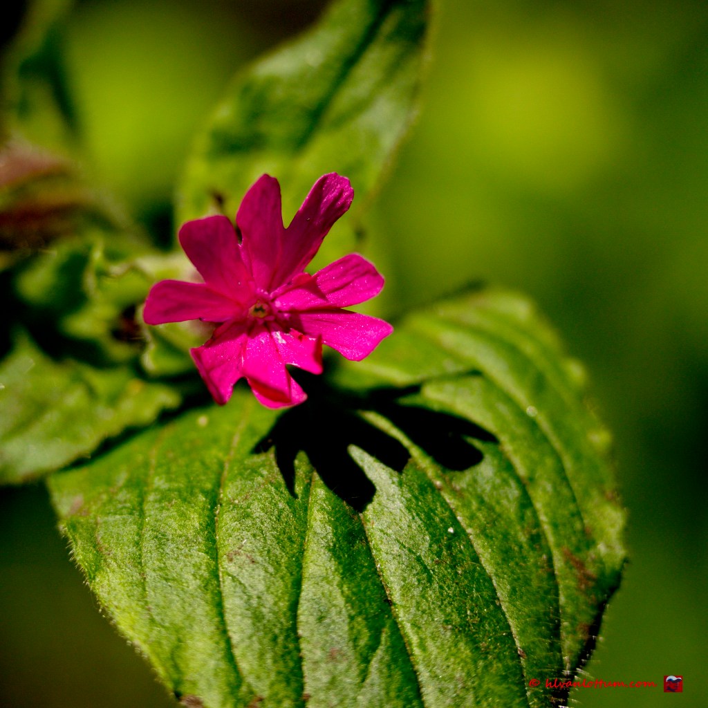 Dagkoekoeksbloem - silene dioica