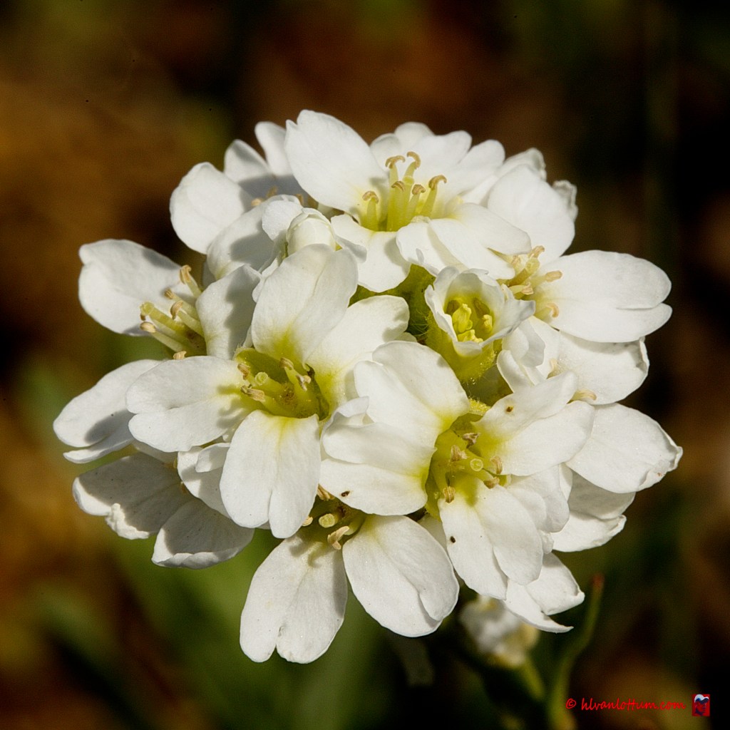 Grijskruid - berteroa incana