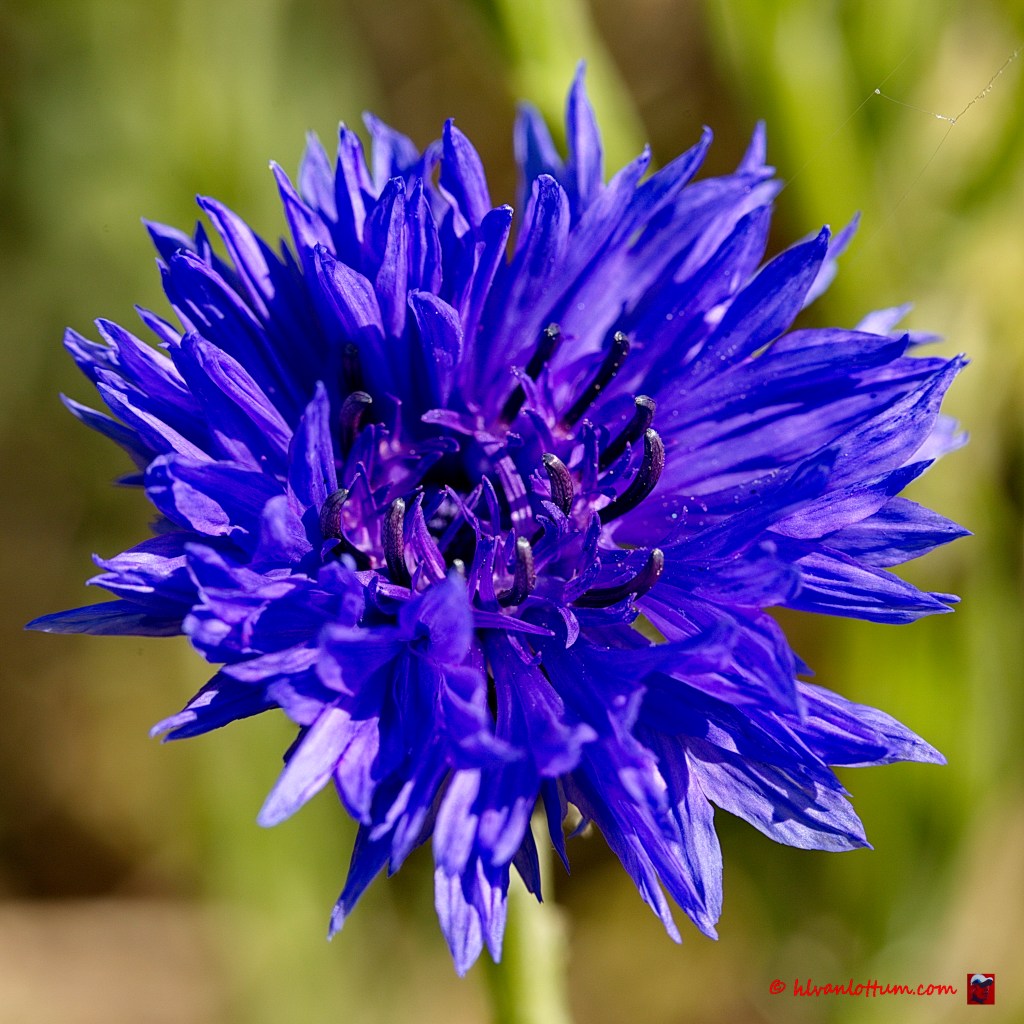 Korenbloem - centaurea cyanus