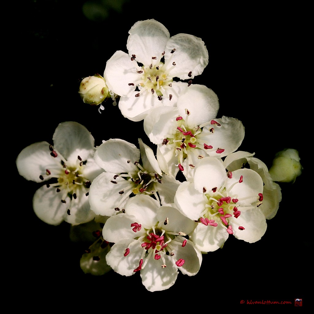 Eénstijlige meidoorn - crataegus monogyma