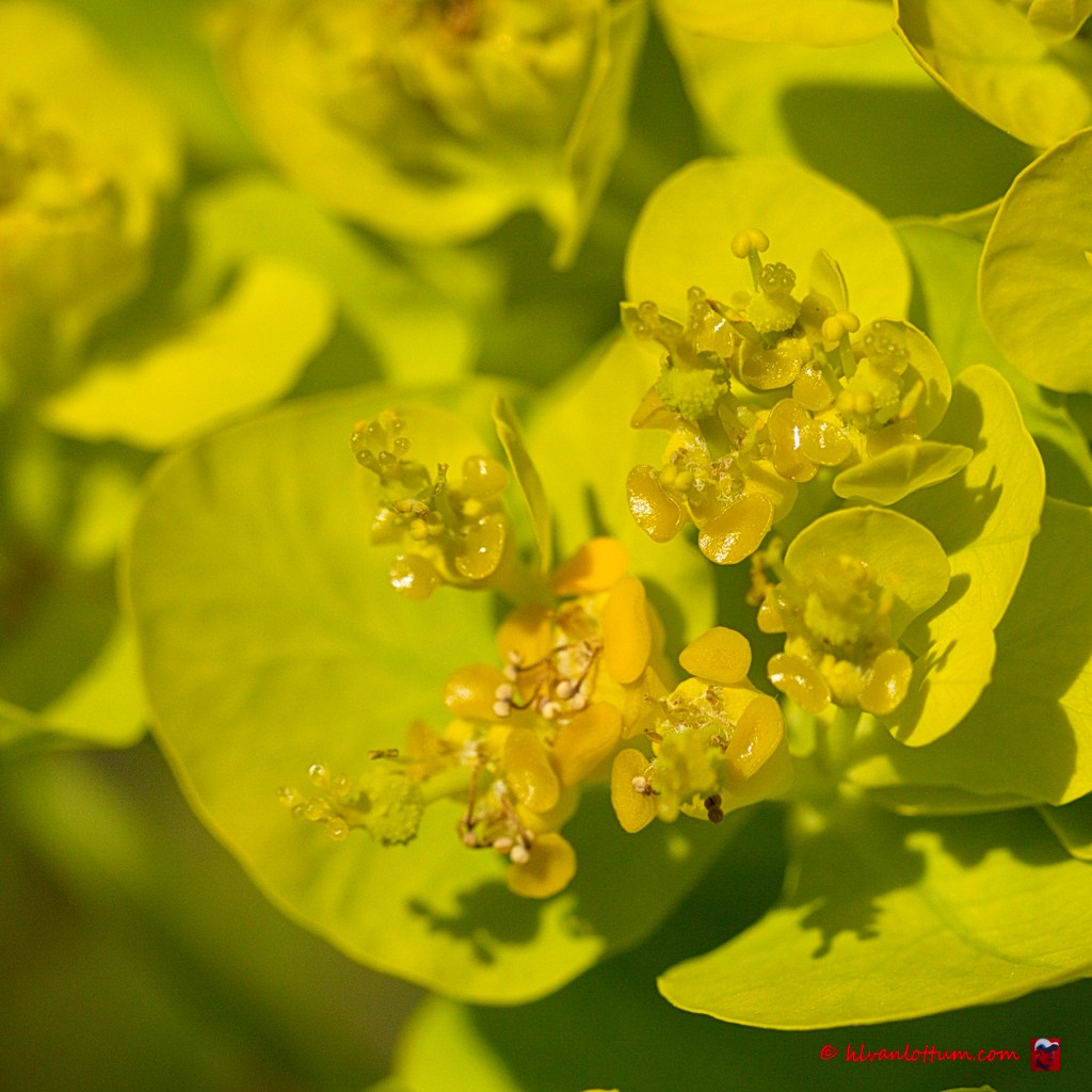 Moeraswolfsmelk - euphorbia palustris