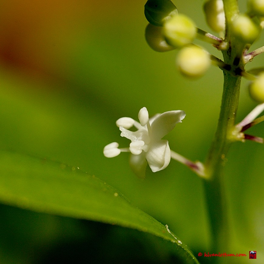 Dalkruid - maianthemum bifolium