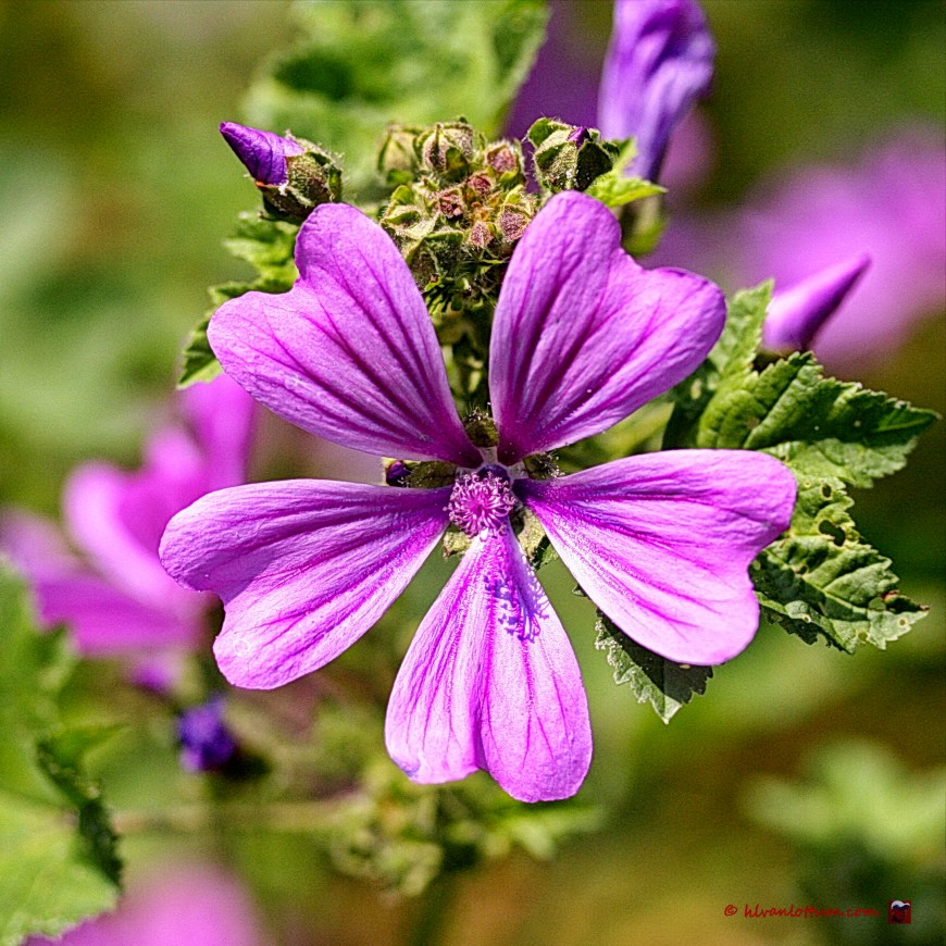 Groot kaasjeskruid - malva sylvestris