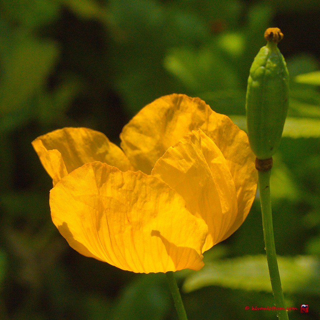 Schijnpapaver - meconopsis cambrica