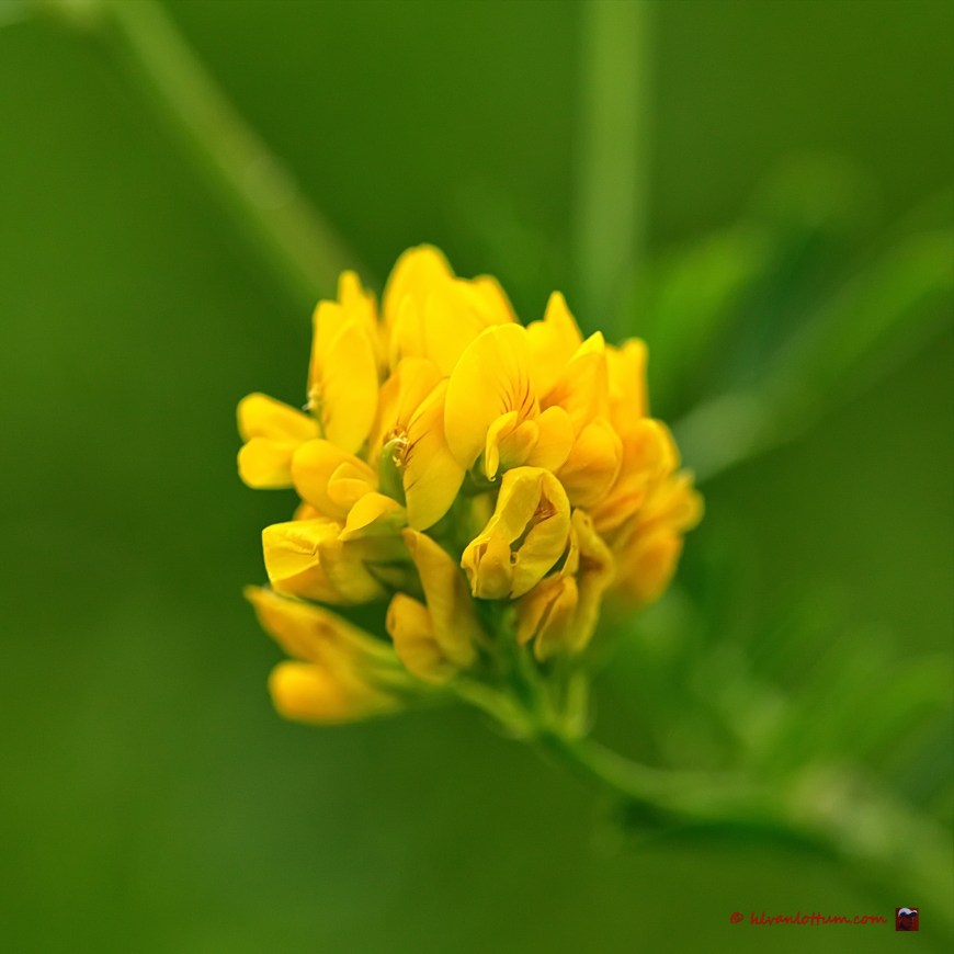 Sikkelklaver - medicago falcata
