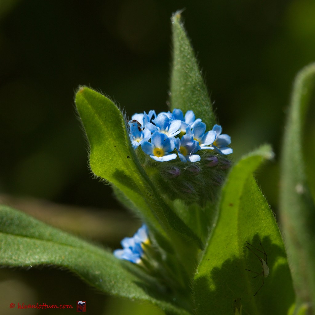 Akkervergeet-mij-nietje - myosotis arvensis
